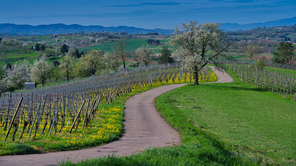 Frühling in der Ortenau nahe Ettenheim
