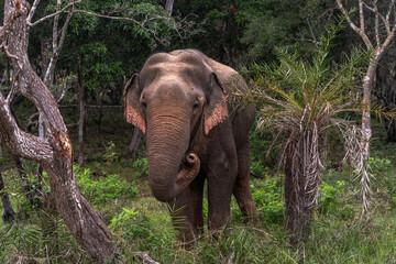 Asian elephant. Elephas maximus A tusked male Asian elephant in Bandipur National Park, Karnataka,...