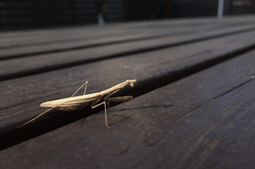 日本のカマキリ