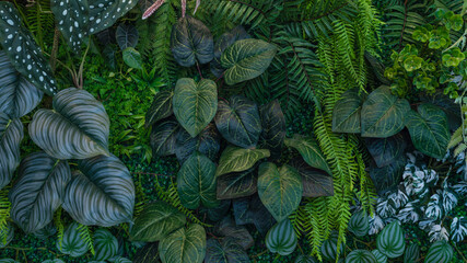 Group of dark green tropical leaves background, Nature Lush Foliage Leaf Texture, tropical leaf - obrazy, fototapety, plakaty