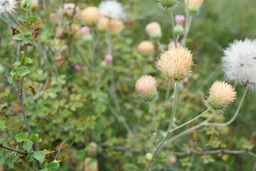 A blooming Creeping Thistle plant, Creeping thistle flower at the meadow. wild flower bloom, thistle in seed, natural flower