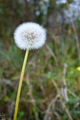 Closed Bud of a dandelion. Dandelion white flowers in green grass. High quality photo, Dandelion blowball with blurred background. Narrow depth of field. Dandelion seed head in spring