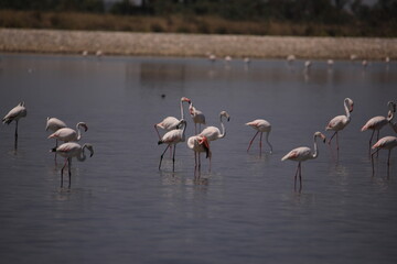 flamingos in the water