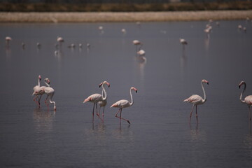 Fototapeta premium flamingos in the water