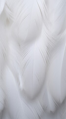 white feathers texture ,background