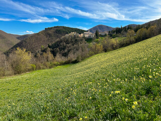 Panoramic view of Poggiodomo in Umbria with the beautiful flowering of Narcisus during spring season, Italy - 777974247