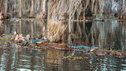 Swamp boat tour in Louisiana