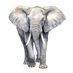 A standing elephant watercolor clipart illustration isolated on transparent background