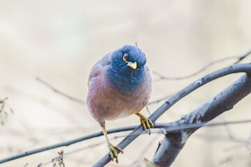 Locust Starling (Myna) in spring