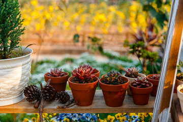 summer flowers on the terrace