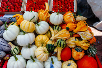 fresh pumpkins close up at the market