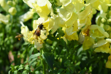 yellow stock flower in garden closeup shot,  Matthiola incana flower, stock flowers, cut flowers in...