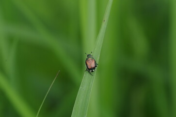 日本の甲虫（マメコガネ）