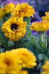 yellow Calendula officinalis flower in garden, Pot Marigold, Ruddles, Mary's gold or Scotch marigold is a flowering plant in the daisy family Asteraceae, Calendula flower closeup