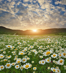 Spring camomile meadow in mountain on the sunset. - 777981405