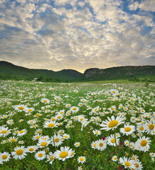 Spring camomile meadow in mountain on the sunset. - 777981406