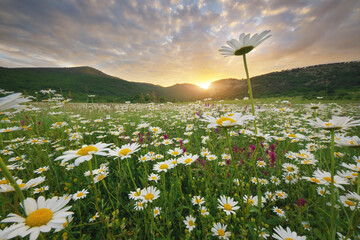 Spring camomile meadow in mountain on the sunset.