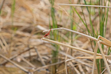 dragonfly on a leaf of grass