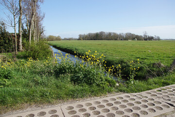 Dutch pasture landscape with yellow flowers of field mustard (Brassica rapa), water, path, ditch,...
