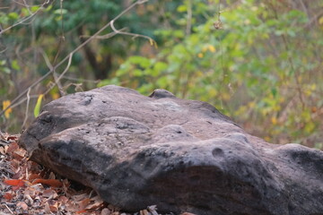 Fototapeta na wymiar stone in the forest