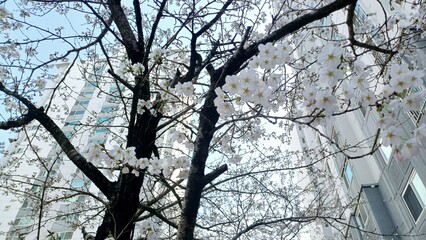 cheery blossom tree
