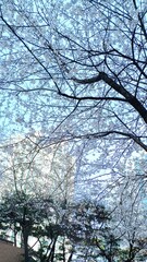 cheery blossom tree
