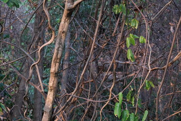 roots in the forest