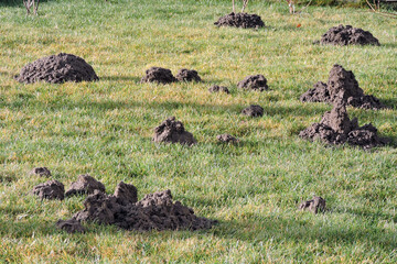 A view of many molehills in the lawn in the garden, a sunny day