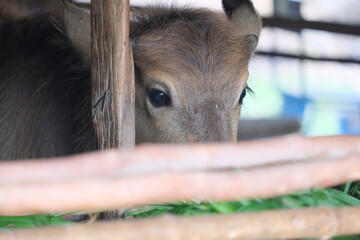 close up of a baby buffalo