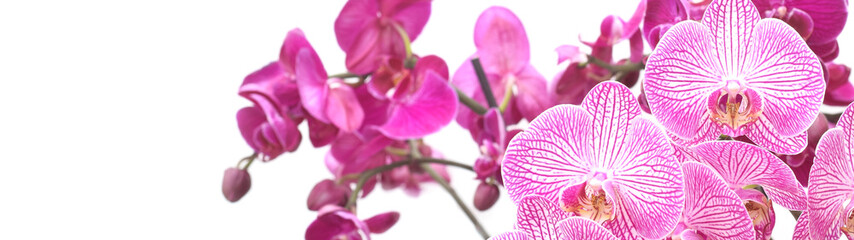 Template with beautiful purple orchids on white with empty space for text or greetings