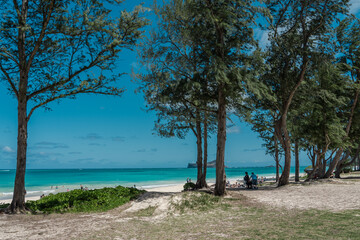 Fototapeta na wymiar Waimānalo Beach , the longest stretch of sandy shoreline on Oʻahu Hawaii. Casuarina equisetifolia, coastal she-oak, horsetail she-oak, ironwood, beach sheoak, beach casuarina or whistling tree