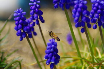 ムスカリとミツバチ。実は、日本中でミツバチが減っている一番の原因は、ミツバチの体に寄生するダニによる被害です。 