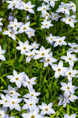 Full blooming of spring star (Ipheion uniflorum) in Japan in spring