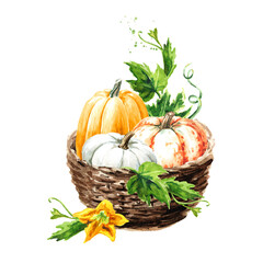 Fresh ripe colorful  pumpkins or squash in the basket. Watercolor hand drawn illustration  isolated  on white background - 777991805
