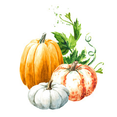 Fresh ripe colorful  pumpkins or squash, with leaves and flowers. Watercolor hand drawn illustration, isolated  on white background - 777991860