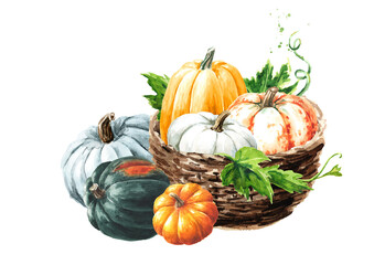 Fresh ripe colorful  pumpkins or squash in the basket. Watercolor hand drawn illustration, isolated  on white background - 777991867
