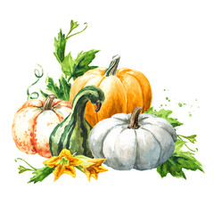 Fresh ripe colorful pumpkins or squash, with leaves and flowers. Watercolor hand drawn illustration, isolated  on white background - 777991872