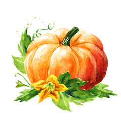 Fresh ripe yellow pumpkin or squash with leaves and flower. Watercolor hand drawn illustration isolated  on white background - 777991873