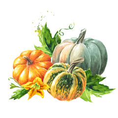 Fresh ripe pumpkins or squash, with leaves and flower. Watercolor hand drawn illustration isolated  on white background - 777991876