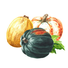 Fresh ripe colorful pumpkins or squash. Watercolor hand drawn illustration isolated on white background - 777991878