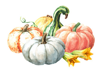 Fresh ripe decorative pumpkins or squash with flowers. Watercolor hand drawn illustration isolated  on white background - 777991880