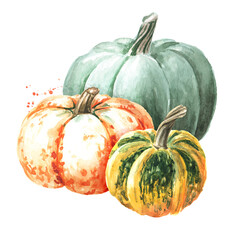Fresh ripe colorful pumpkins or squash. Watercolor hand drawn illustration isolated  on white background - 777991881