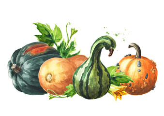 Fresh ripe decorative colorful pumpkins or squash with leaves. Watercolor hand drawn illustration isolated  on white background - 777991882