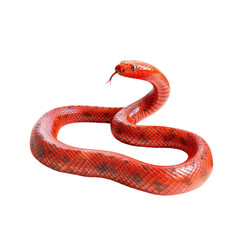 Fototapeta premium red snake isolated on transparent background