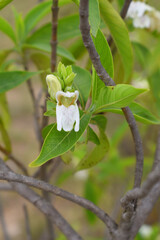 A green Plant of Justicia adhatoda vasica or malabar nut plant in selective focus and background blur, the white Justicia adhatoda blossom in spring, Chakwal, Punjab, Pakistan