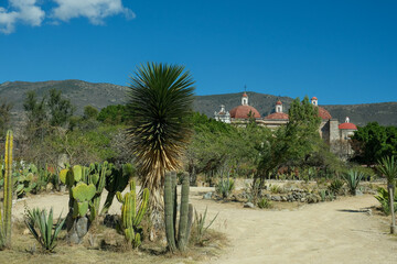 Kaktusy Meksyku podczas wyporawy wakacyjnej - obrazy, fototapety, plakaty