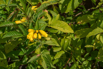 Fototapeta premium Ka'iwa Ridge (Lanikai Pillbox) Trail, Kailua Oahu Honolulu Hawaii. Tecoma stans is a species of flowering perennial shrub in the trumpet vine family, Bignoniaceae, yellow trumpetbush, yellow bells, 