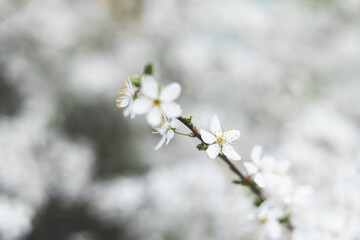 Cherry blossom close-up. Fragrant blossom trees. Spring has come.