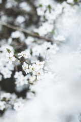 Cherry blossom close-up. Fragrant blossom trees. Spring has come.
