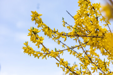 Cherry blossom close-up. Fragrant blossom trees. Spring has come.